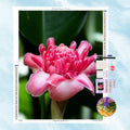 5D Diamond Painting Motiv: Eine makellose, leuchtend rosa exotische Blume (Fackel-Ingwer) in detaillierter Makro-Ansicht vor einem dunkelgrünen Blätter-Hintergrund.