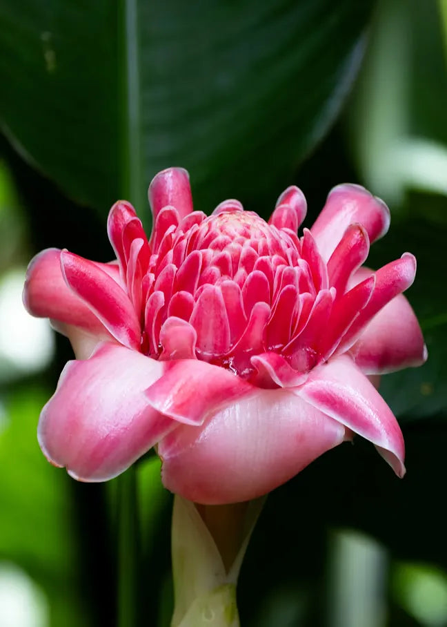 Hochauflösende Makrofotografie einer pinken Fackel-Ingwer-Blüte in voller Pracht mit unscharfem, tiefgrünem Regenwald-Hintergrund.
